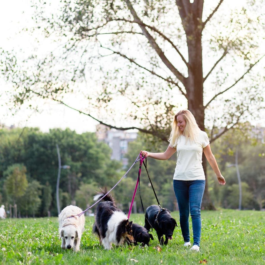 Make Money by Dog Walking